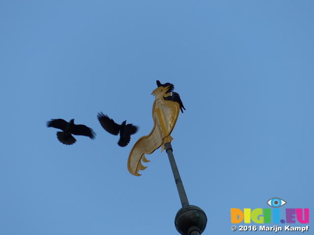 FZ033210 Crows on windvane on Ribe church spire